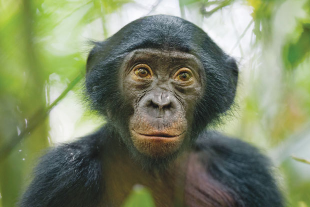 Natureza. Macaco bonobo com jeito de humano cativa fotógrafo. A imagem de Christian Ziegler mostra um curioso bonobo selvagem de cinco anos de idade próximo à reserva Kokolopori, na República Democrática do Congo | Christian Ziegler/National Geographic