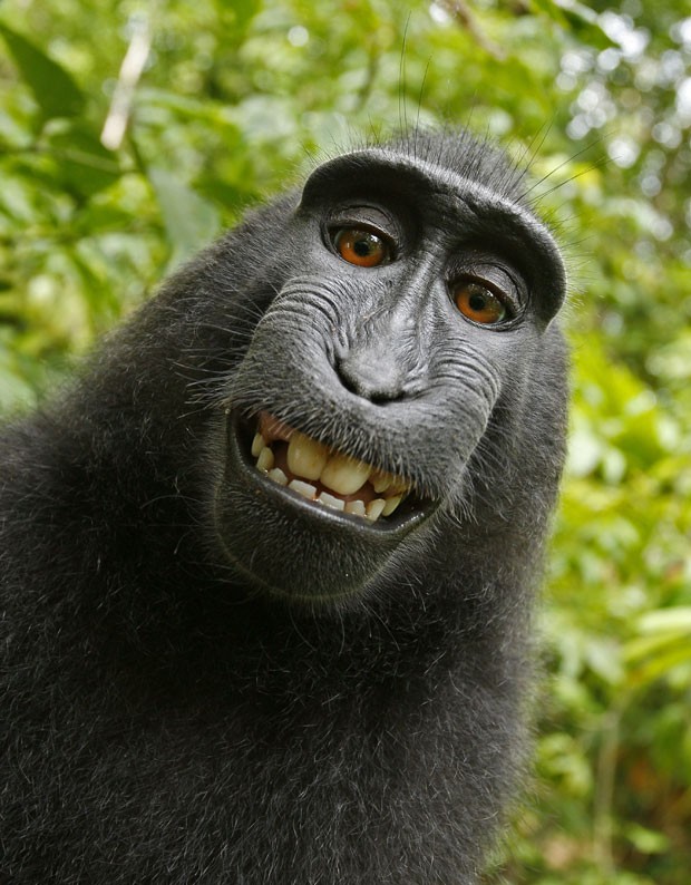 Macaco da ilha de Sulawesi roubou a câmera e fez seu próprio retrato | Macaco selvagem/David Slater/Caters News