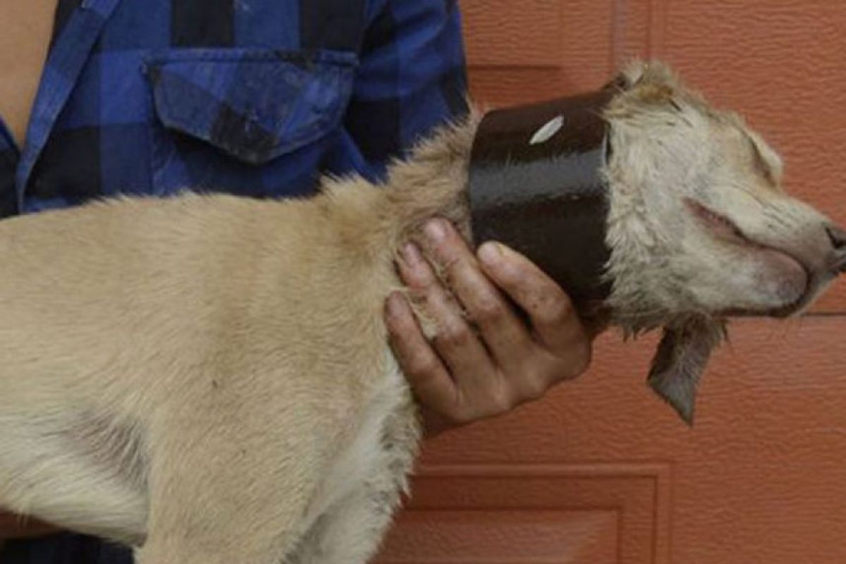 Maltrato animal en China Rescatan a un perro de morir