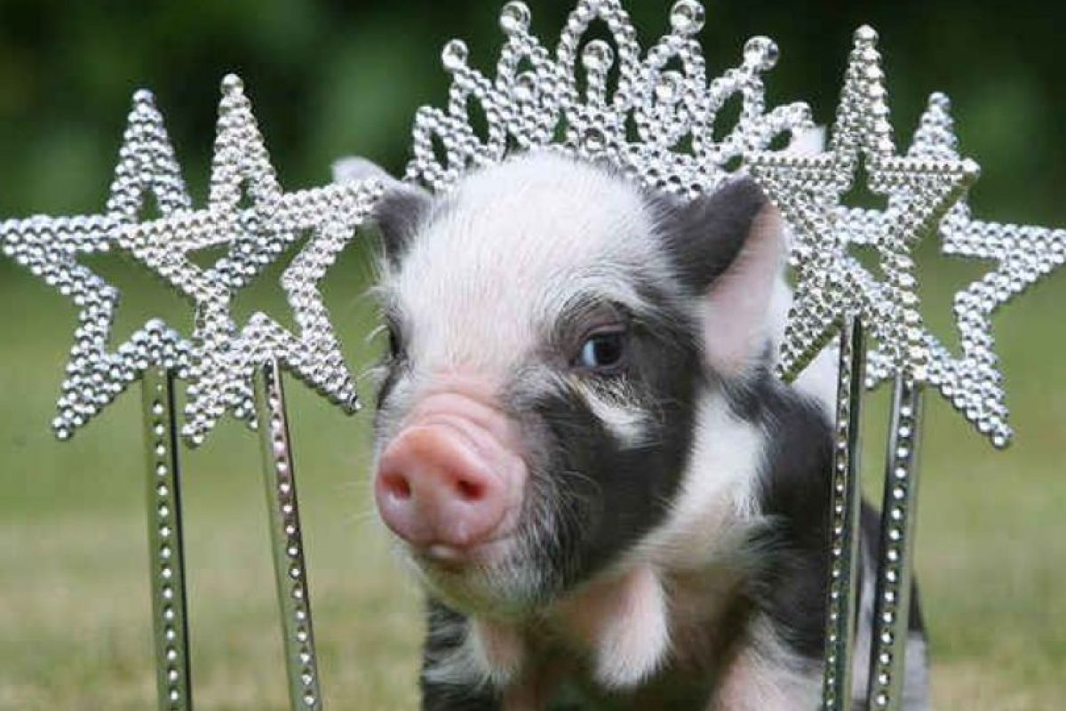 7 Mascotas ideales para casas pequeñas | Publimetro Chile