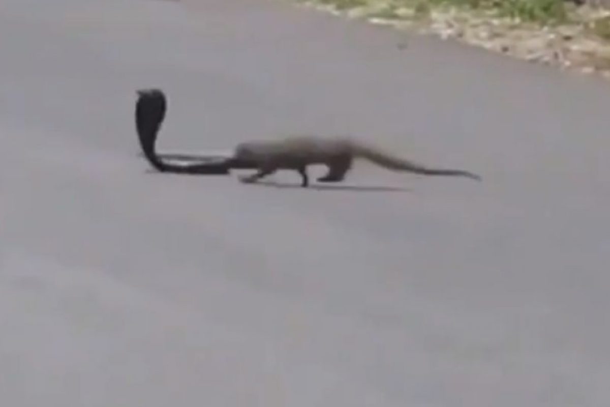 VIDEO La impactante pelea entre una mangosta y una cobra en plena