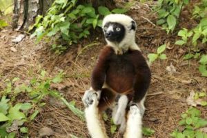 Usuarios de Internet lamentan la muerte del lémur "Zoboomafoo