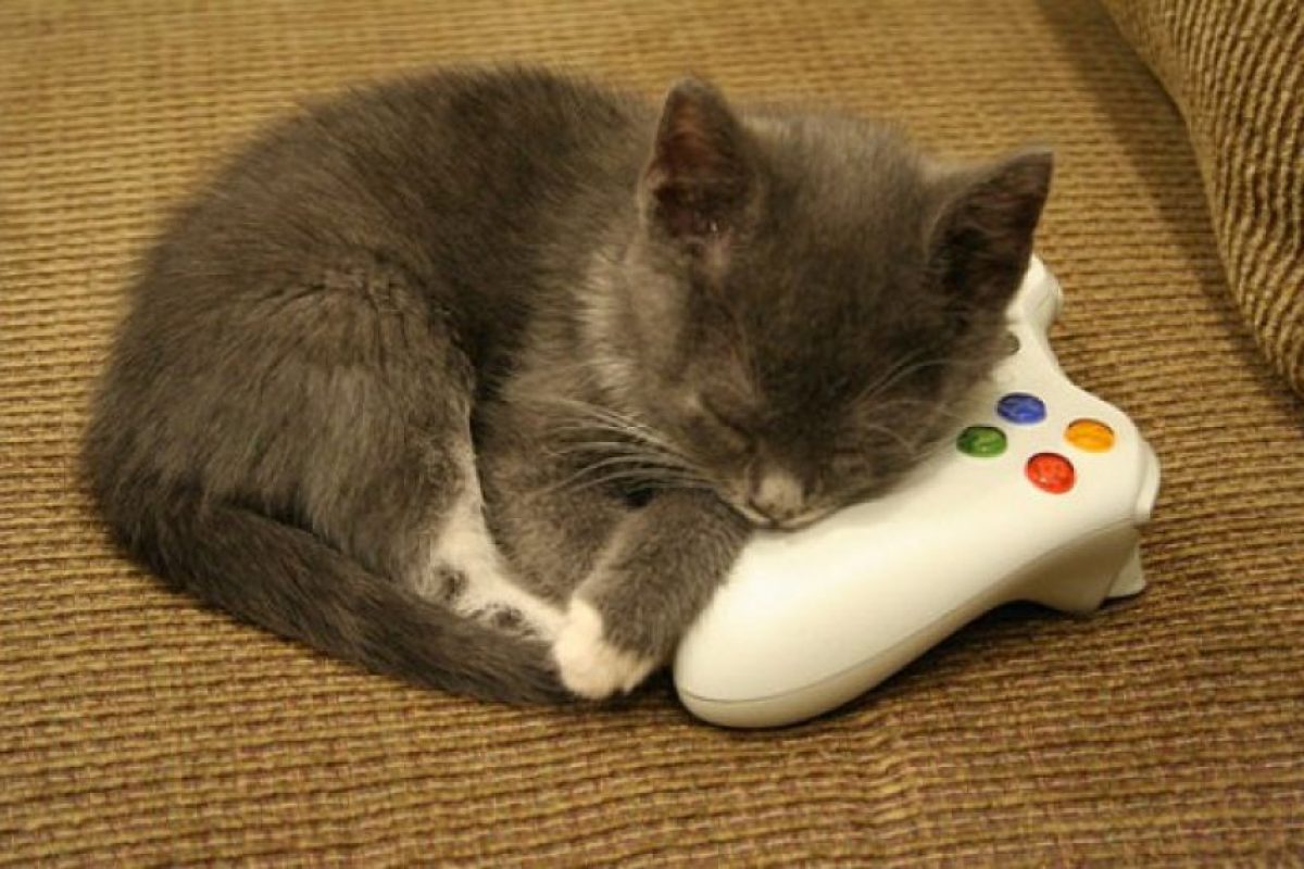 Pura ternura Una gatita "geek" es una experta jugando videojuegos