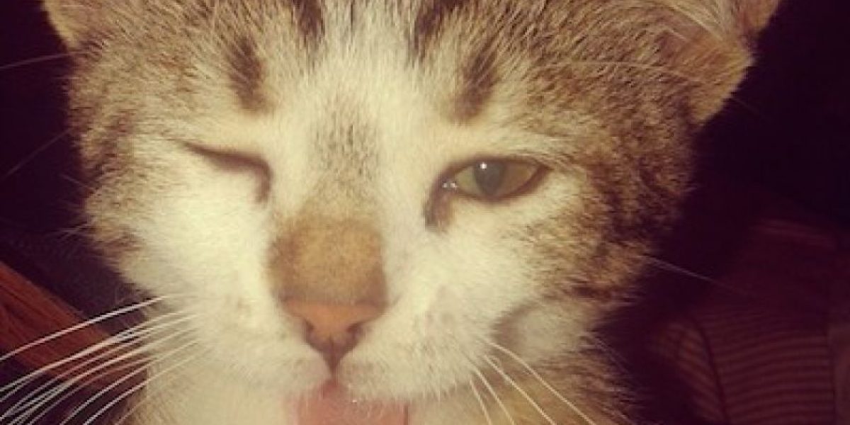 A este gato le enterraron un cuchillo en la cabeza y ¡sobrevivió