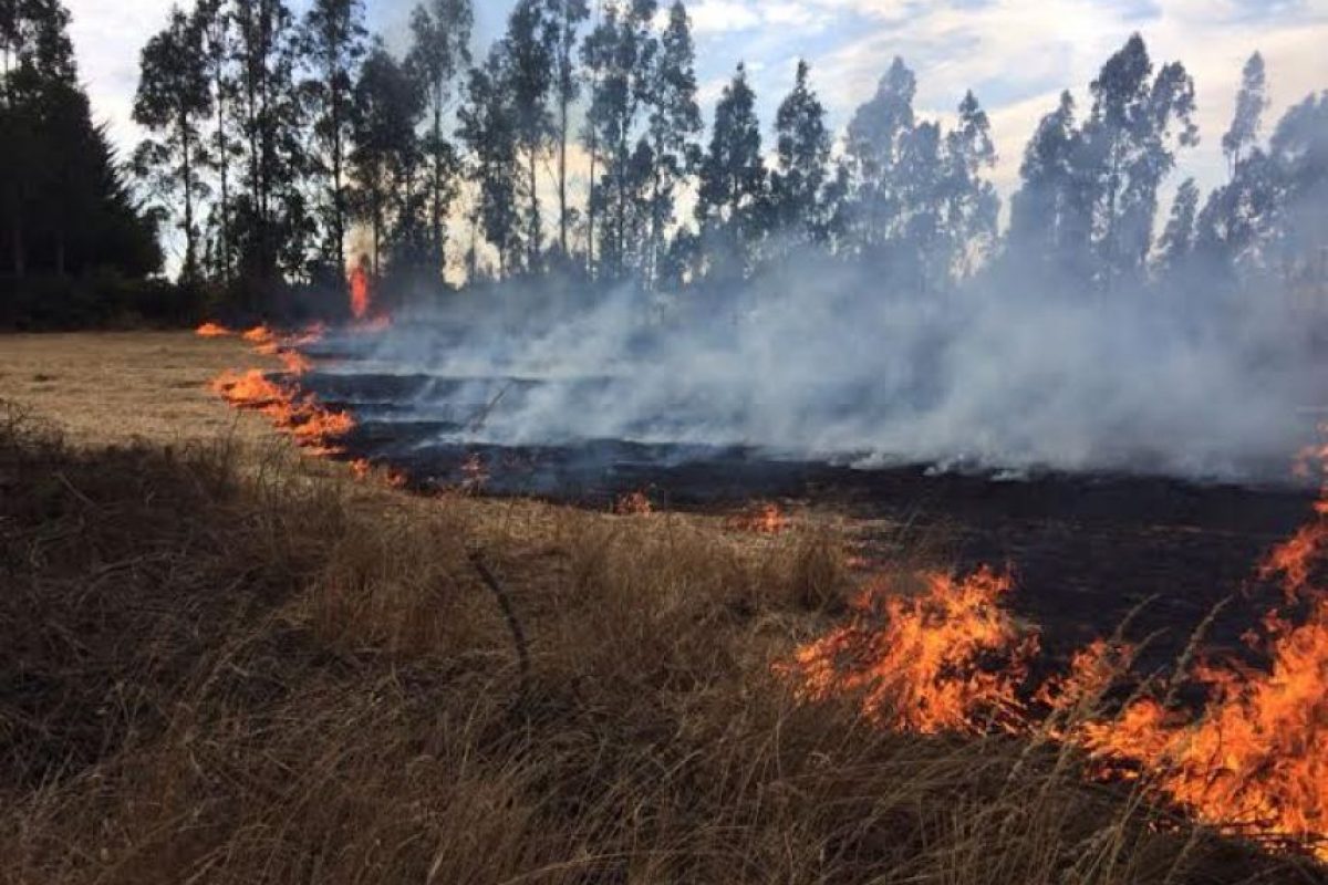 ¿Cuánto dinero cuesta combatir un incendio forestal? | Publimetro Chile