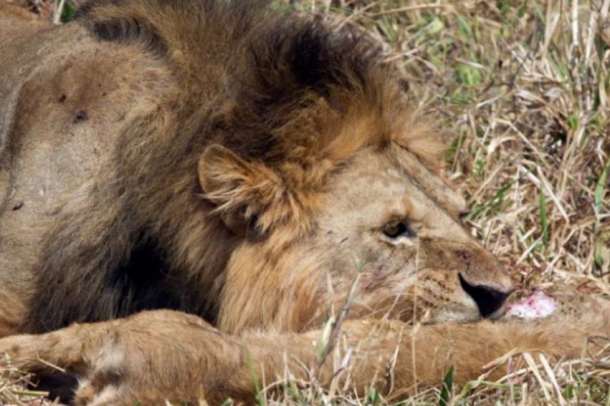 87+ Gambar Arsir Fauna Terlihat Keren 87+ Gambar Arsir Fauna Terlihat Keren