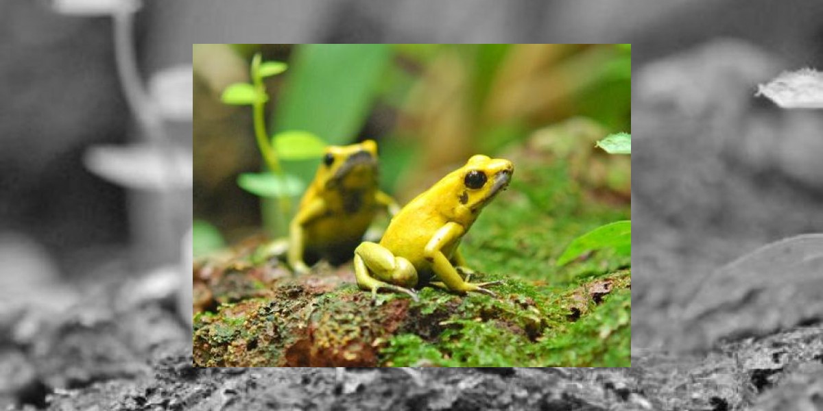 Animales En Peligro De Extincion En