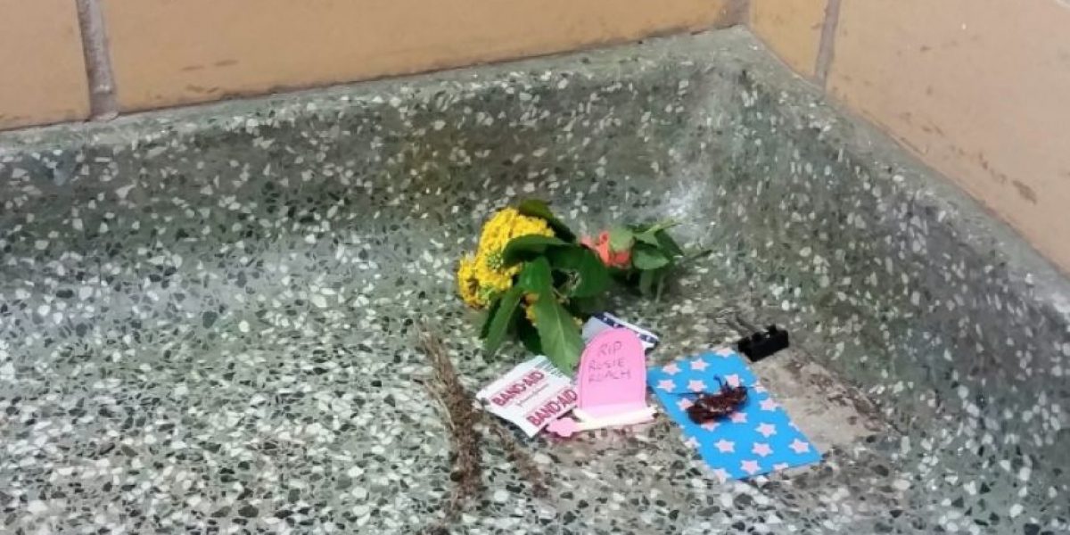 Soñar Con Cucarachas Muertas Boca Arriba