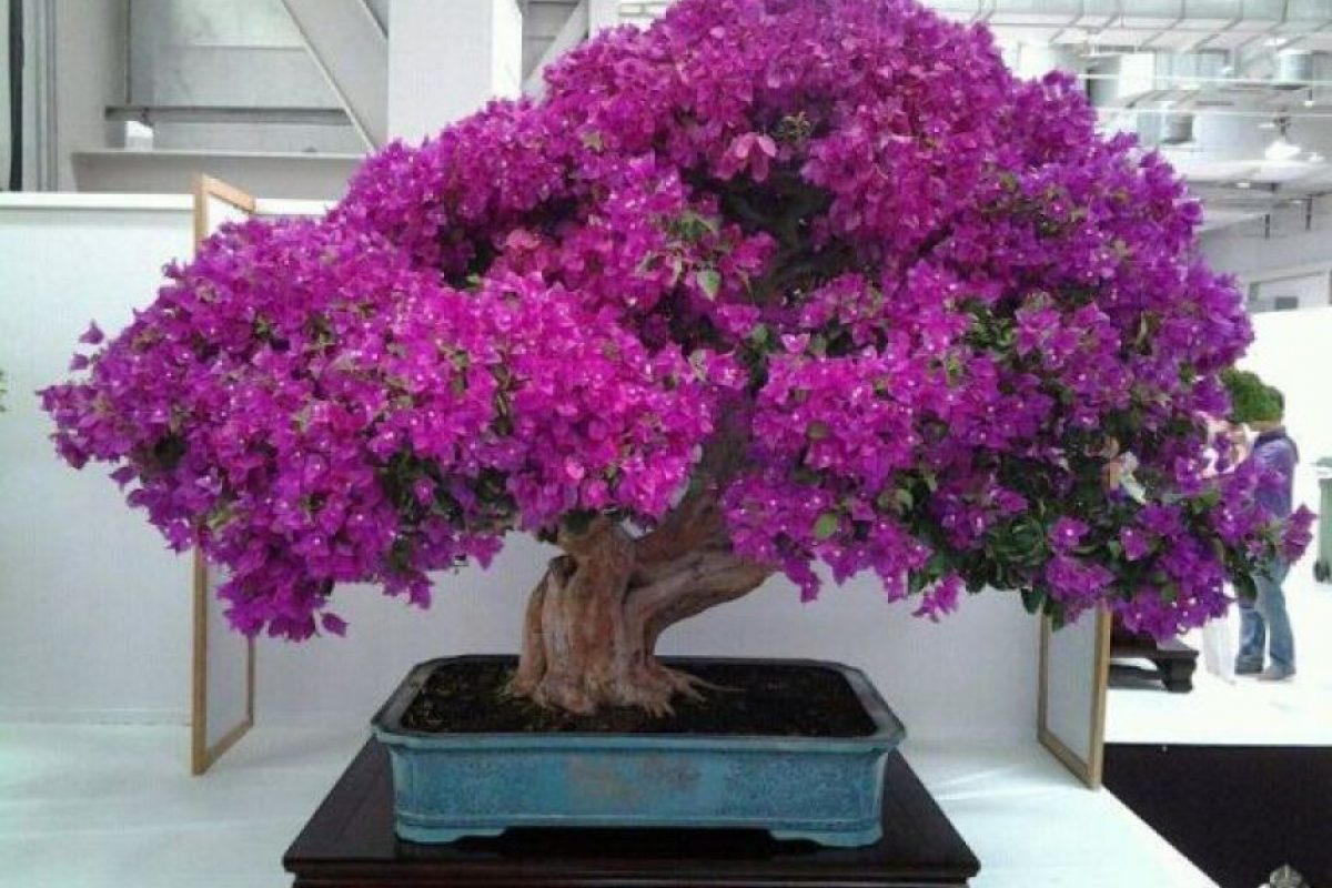 Guayaquil Expo Bonsái 2016 este fin de semana Metro Ecuador