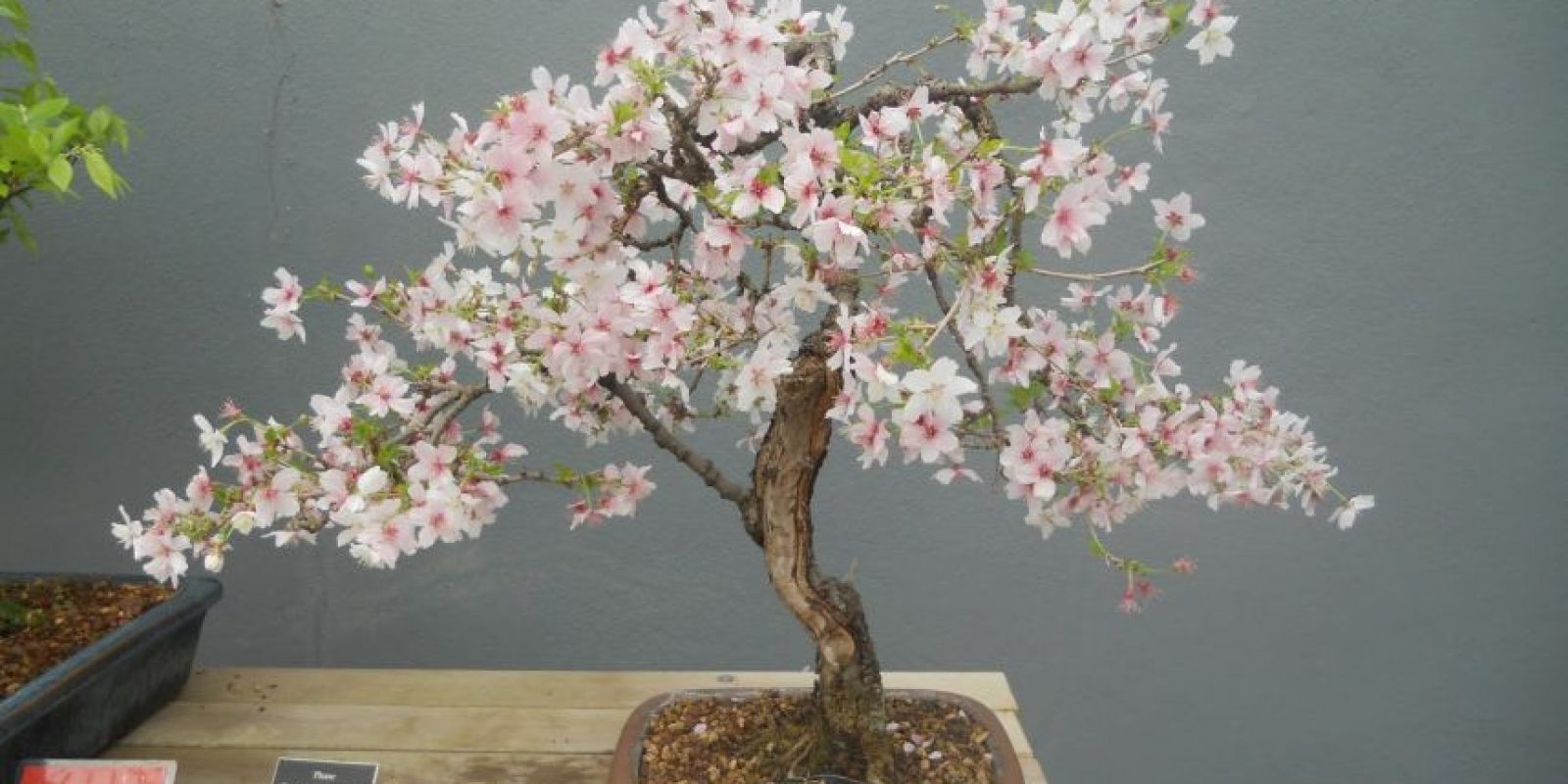 Guayaquil Expo Bonsái 2016 este fin de semana Metro Ecuador