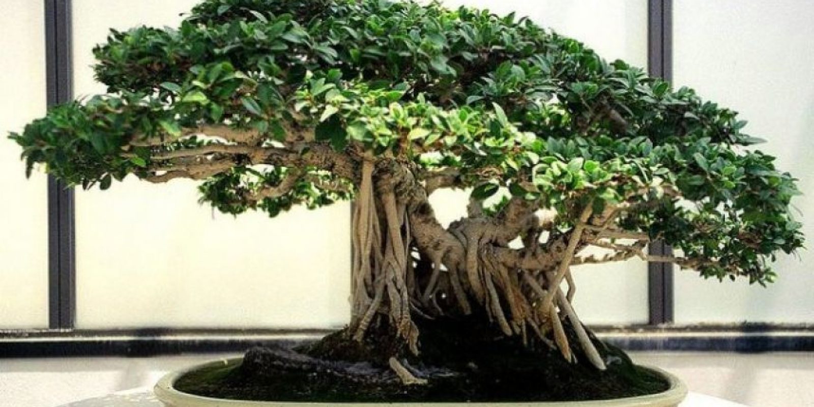 Guayaquil Expo Bonsái 2016 este fin de semana Metro Ecuador