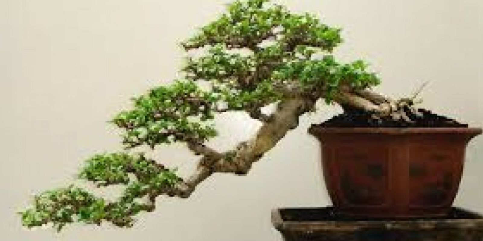 Guayaquil Expo Bonsái 2016 este fin de semana Metro Ecuador