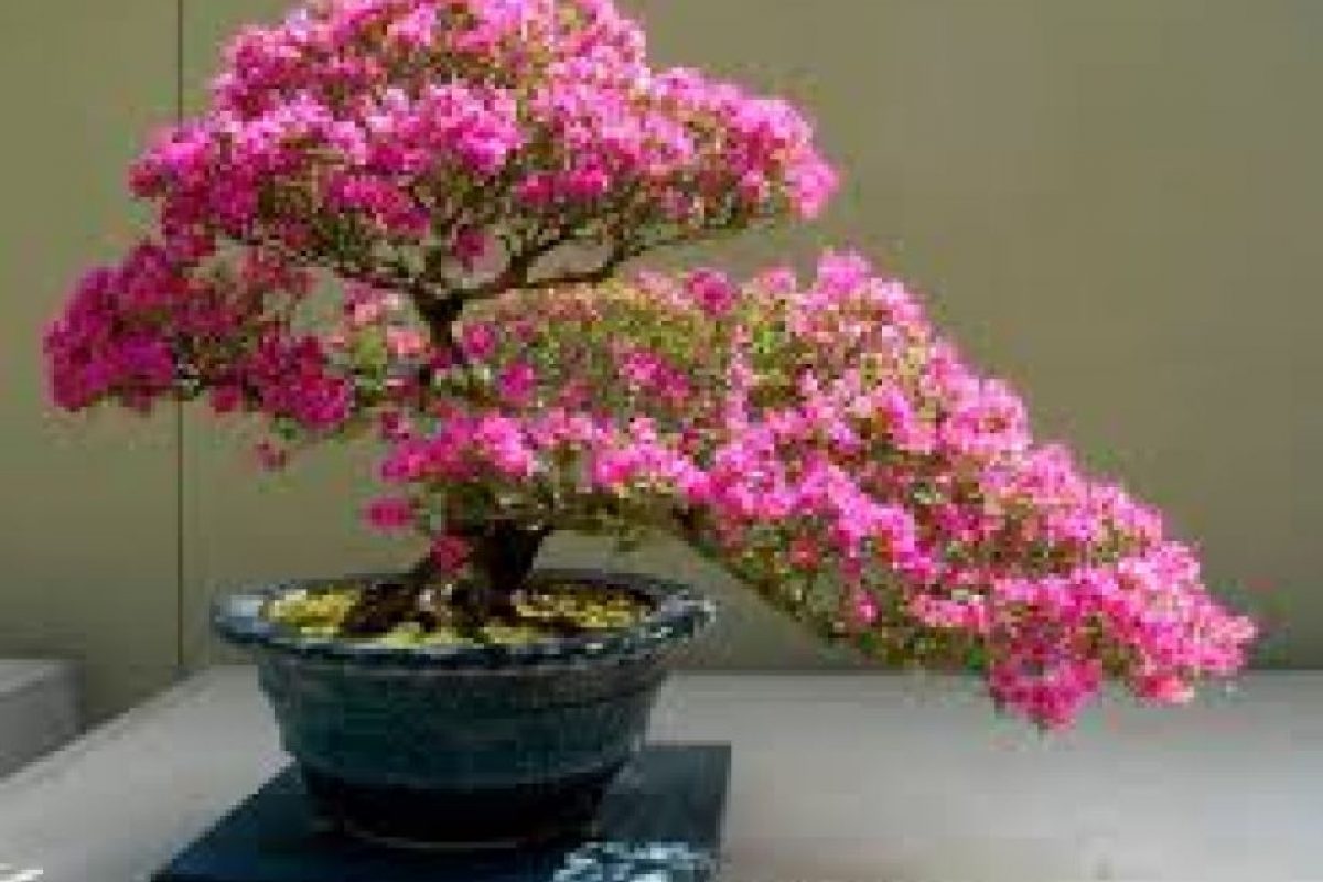 Guayaquil Expo Bonsái 2016 este fin de semana Metro Ecuador