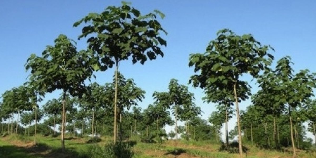 El árbol Kiri podría salvar el