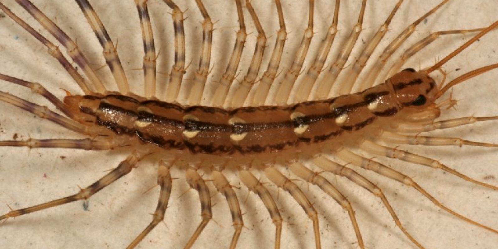 gusanos parásitos guatemala