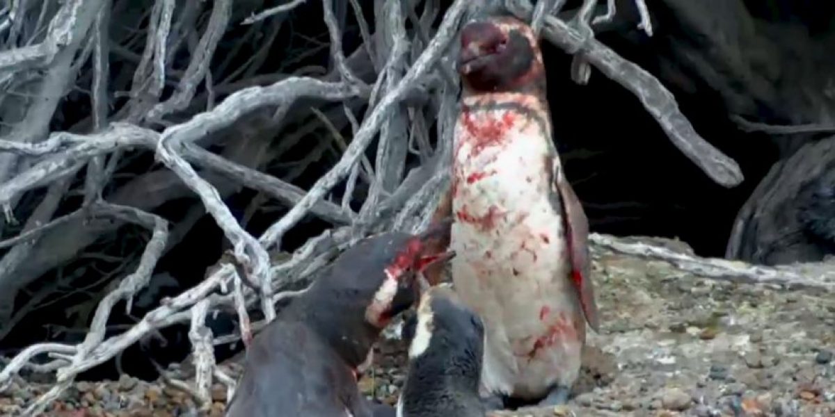 ¿Sabías que los pingüinos prehistóricos tenían el tamaño de un hombre?