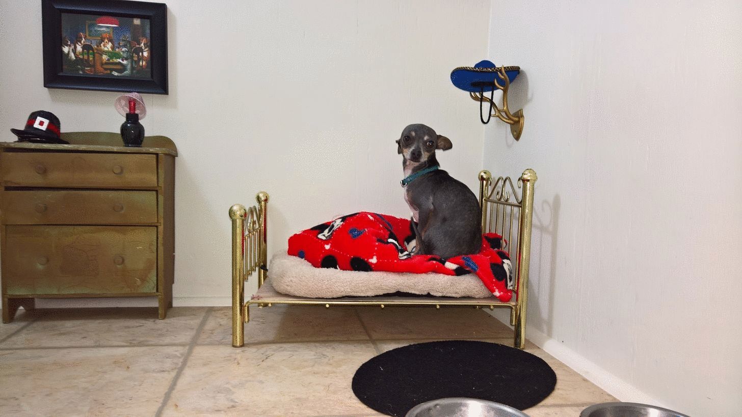 perro, habitación, harry potter, poncho, Betty McCall
