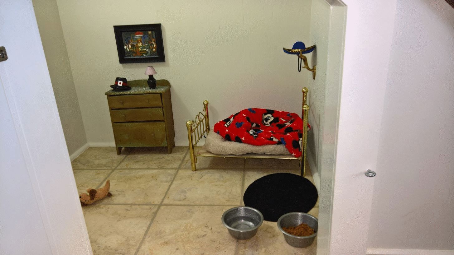 perro, habitación. harry potter, poncho