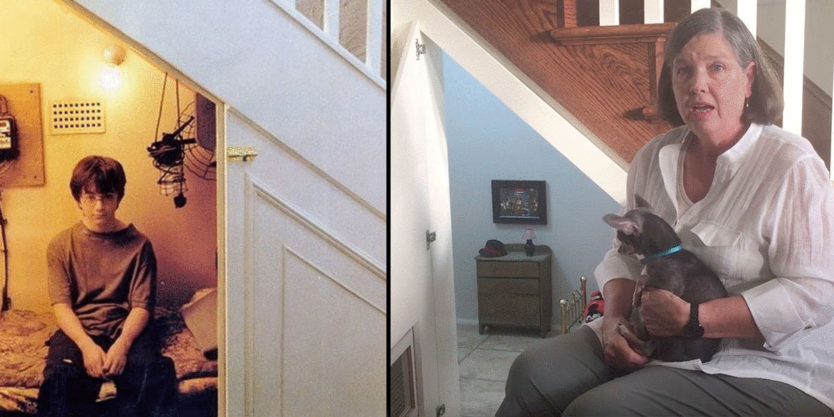 perro, chihuahua, habitación, harry potter
