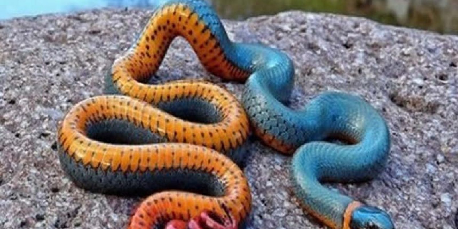 FOTOS: Las serpientes multicolor más impresionantes de Instagram ...