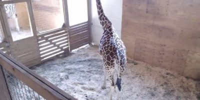 Critican a Zoológico por transmitir parto de jirafa en YouTube