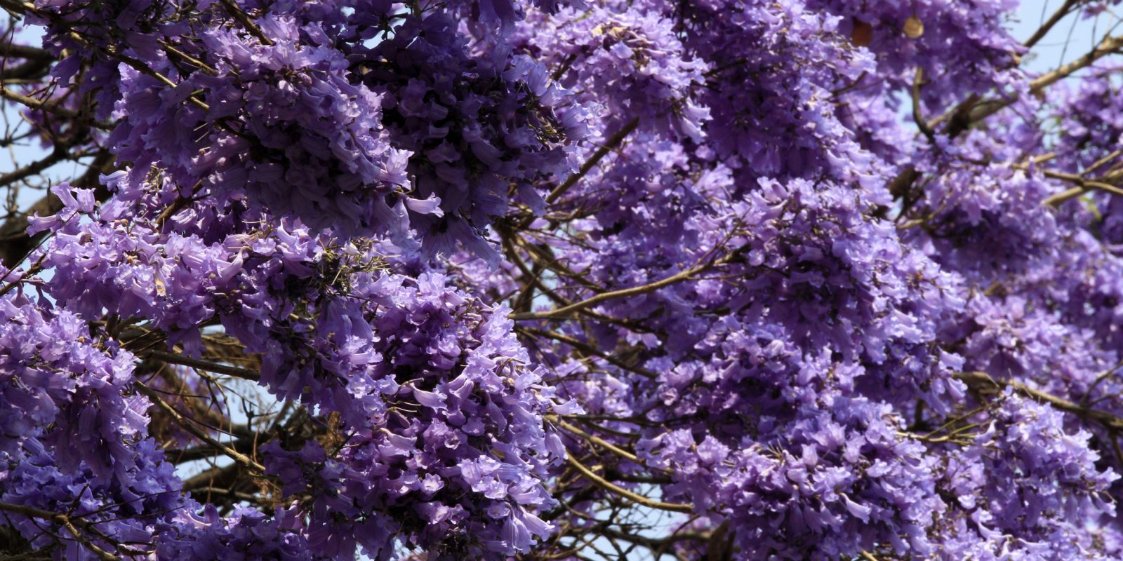 ¿De dónde vienen las flores de jacarandas que adornan la CDMX