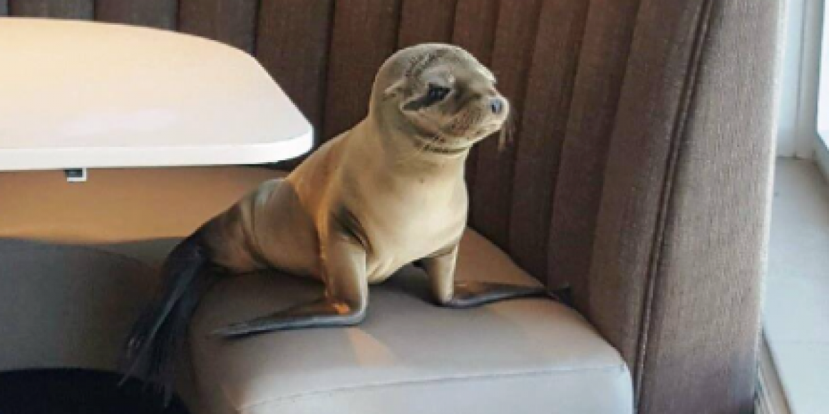 Leon Marino Bebe Entra Hambriento A Restaurante De San Diego Metro