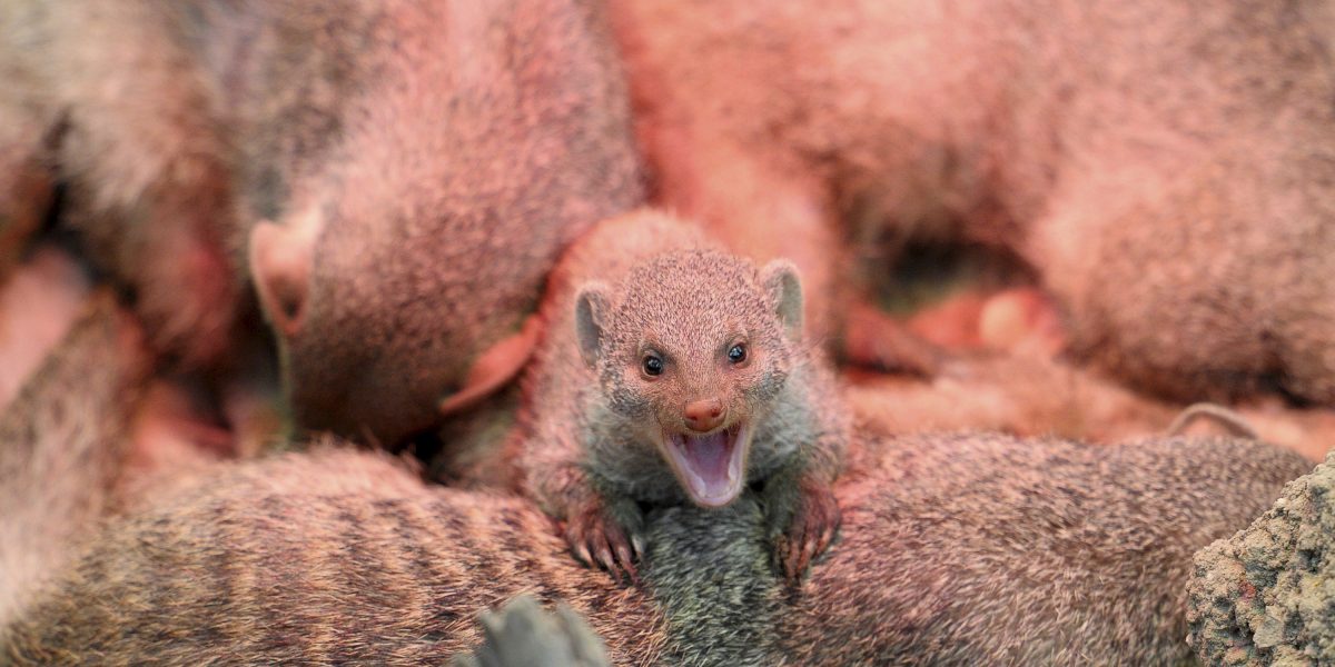 Autoridades alertan sobre peligro de mordeduras de mangostas Metro